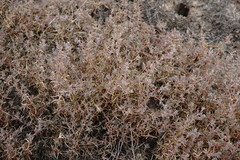 Petrosimonia brachiata