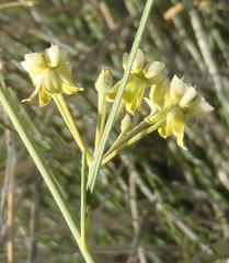 Gomphocarpus filiformis