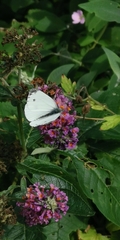 Pieris napi
