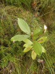 Populus suaveolens