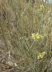 Gomphocarpus filiformis