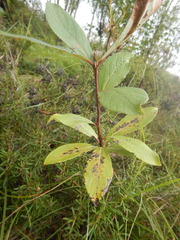 Populus suaveolens