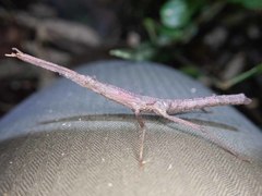 Pygirhynchus toledopizai