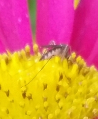 Aedes trivittatus