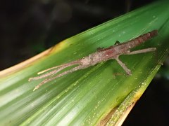 Pygirhynchus toledopizai