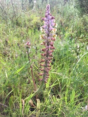 Lachenalia variegata