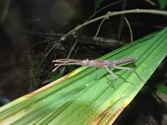 Pygirhynchus toledopizai