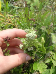 Aceria labiatiflorae