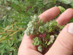 Aceria labiatiflorae