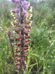 Lachenalia variegata