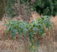 Datura stramonium