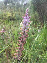 Lachenalia variegata