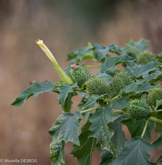 Datura stramonium