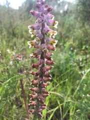 Lachenalia variegata