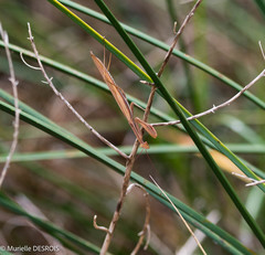 Mantis religiosa