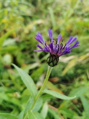 Centaurea montana