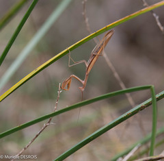 Mantis religiosa
