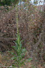 Verbascum