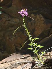 Cleome elegantissima