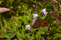 Stygionympha wichgrafi