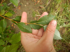Salix taraikensis
