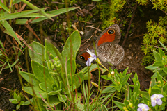 Stygionympha wichgrafi