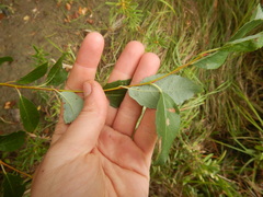 Salix taraikensis