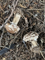Chlorophyllum brunneum