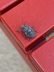 Brochymena parva