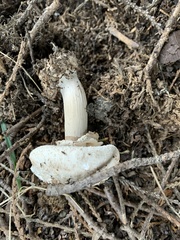 Chlorophyllum brunneum