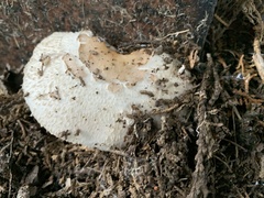 Chlorophyllum brunneum