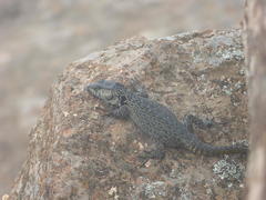 Pseudocordylus subviridis