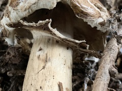 Chlorophyllum brunneum