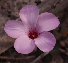 Oxalis eckloniana
