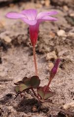 Oxalis eckloniana