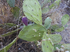 Opuntia