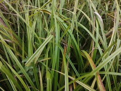 Carex pseudocyperus