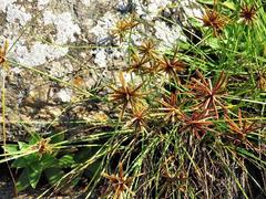 Cyperus rupestris rupestris