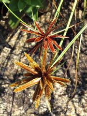 Cyperus rupestris rupestris