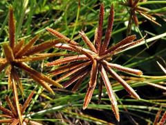 Cyperus rupestris rupestris