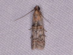 Zamagiria australella