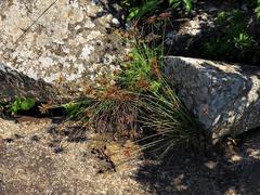 Cyperus rupestris rupestris