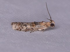 Zamagiria australella