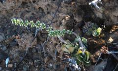 Crassula tomentosa