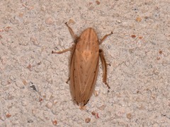 Prairiana