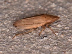 Prairiana