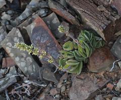 Crassula tomentosa