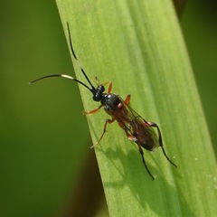 Linycus exhortator thoracicus