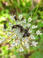 Chasmatopterus villosulus