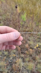 Luzula multiflora sibirica